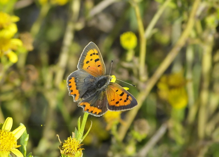 Lycaena phlaeas